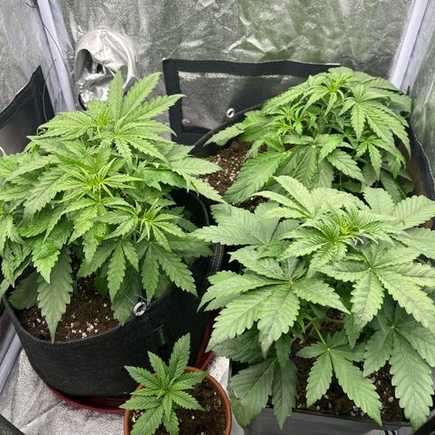 Northern Light Automatic growlog timeline photo
