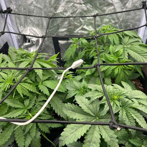 Northern Light Automatic growlog timeline photo