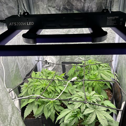 Northern Light Automatic growlog timeline photo