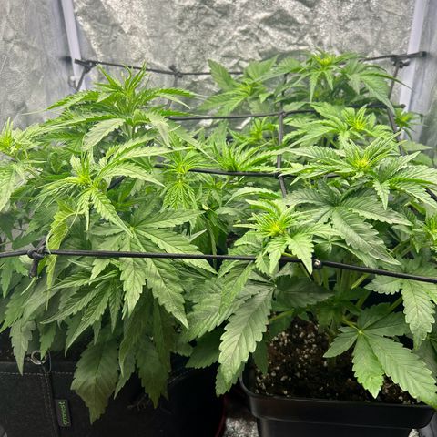 Northern Light Automatic growlog timeline photo