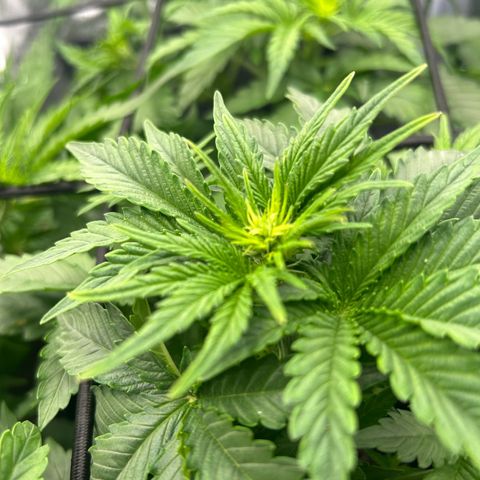 Northern Light Automatic growlog timeline photo