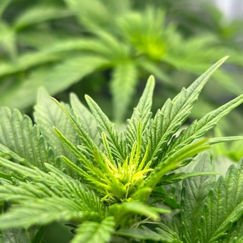Northern Light Automatic growlog timeline photo