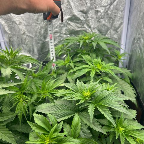 Northern Light Automatic growlog timeline photo