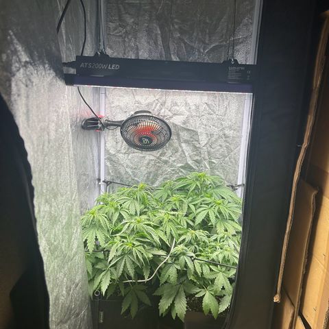 Northern Light Automatic growlog timeline photo