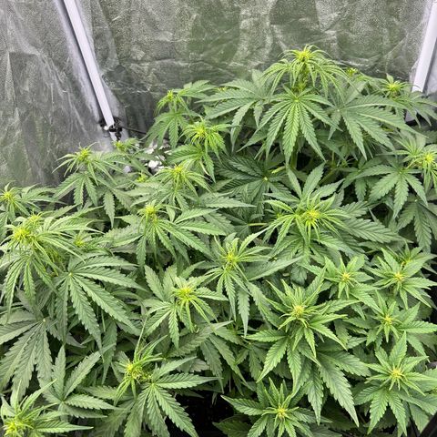 Northern Light Automatic growlog timeline photo