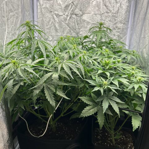 Northern Light Automatic growlog timeline photo