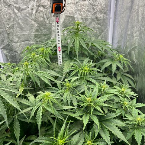Northern Light Automatic growlog timeline photo