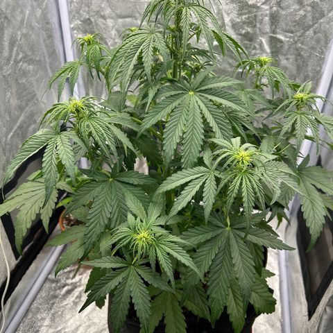 Northern Light Automatic growlog timeline photo