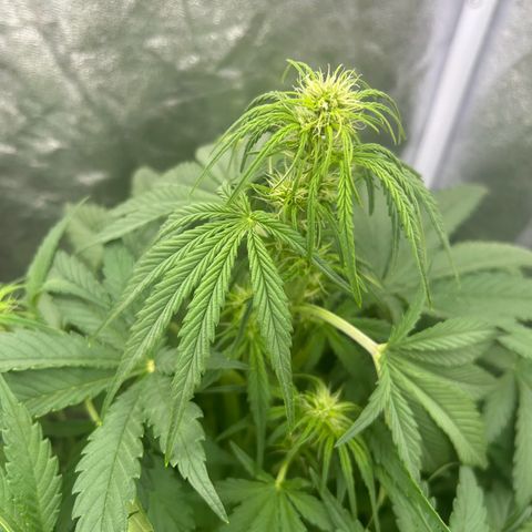 Northern Light Automatic growlog timeline photo