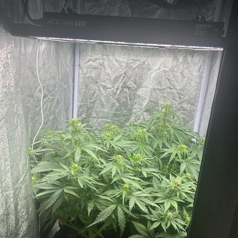 Northern Light Automatic growlog timeline photo