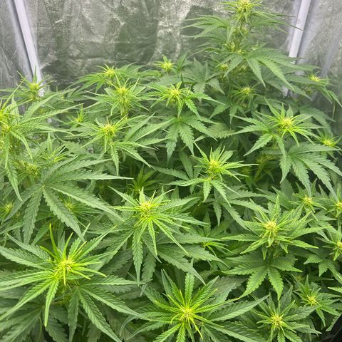 Northern Light Automatic growlog timeline photo