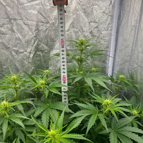 Northern Light Automatic growlog timeline photo