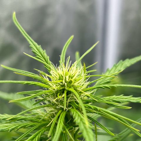 Northern Light Automatic growlog timeline photo