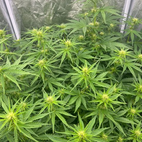 Northern Light Automatic growlog timeline photo