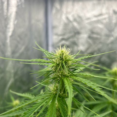 Northern Light Automatic growlog timeline photo