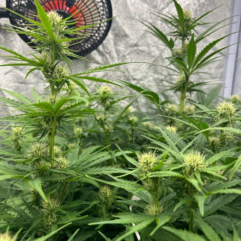 Northern Light Automatic growlog timeline photo