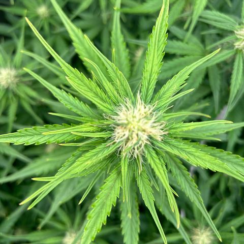 Northern Light Automatic growlog timeline photo