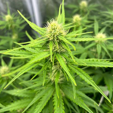 Northern Light Automatic growlog timeline photo