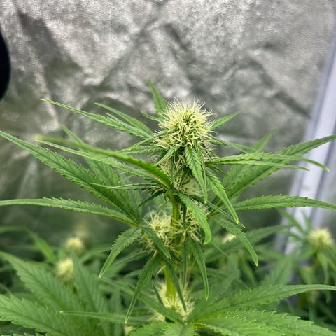 Northern Light Automatic growlog timeline photo