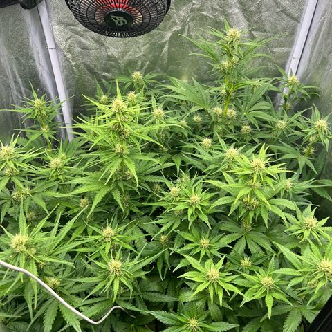Northern Light Automatic growlog timeline photo