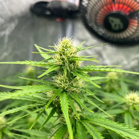 Northern Light Automatic growlog timeline photo