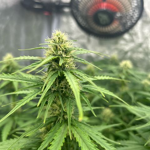 Northern Light Automatic growlog timeline photo
