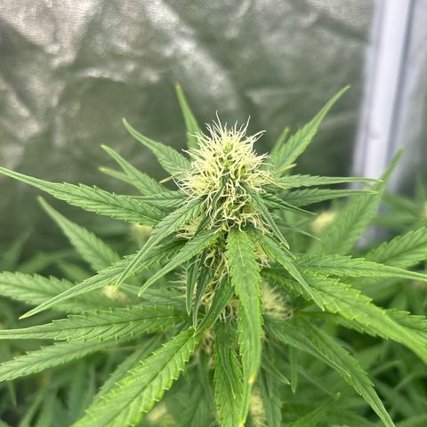 Northern Light Automatic growlog timeline photo