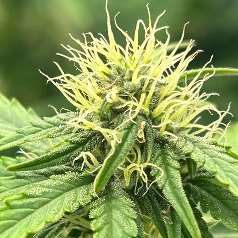Northern Light Automatic growlog timeline photo