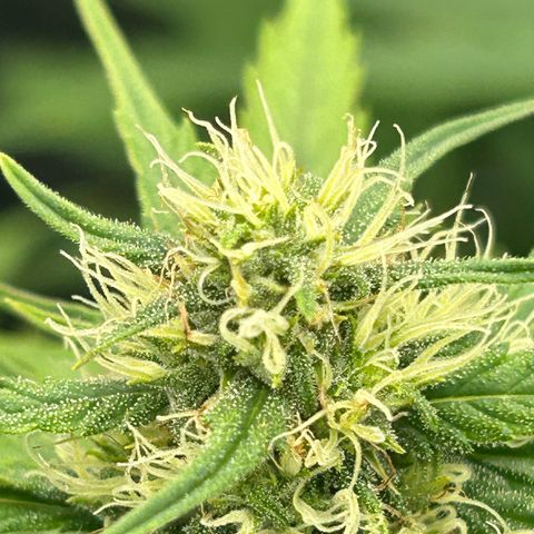 Northern Light Automatic growlog timeline photo