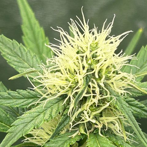 Northern Light Automatic growlog timeline photo