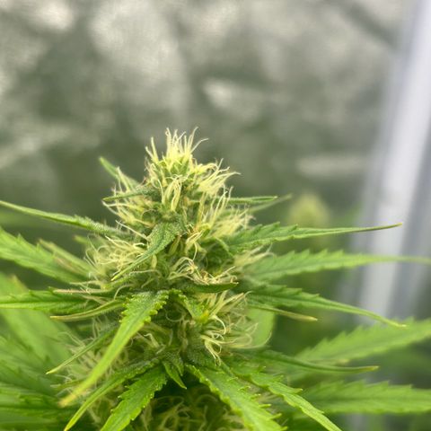 Northern Light Automatic growlog timeline photo
