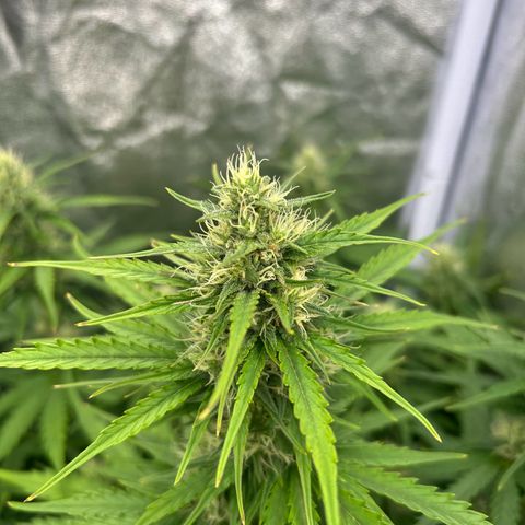 Northern Light Automatic growlog timeline photo