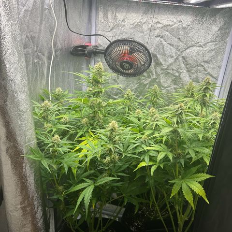 Northern Light Automatic growlog timeline photo