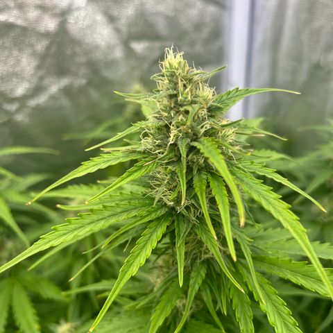 Northern Light Automatic growlog timeline photo