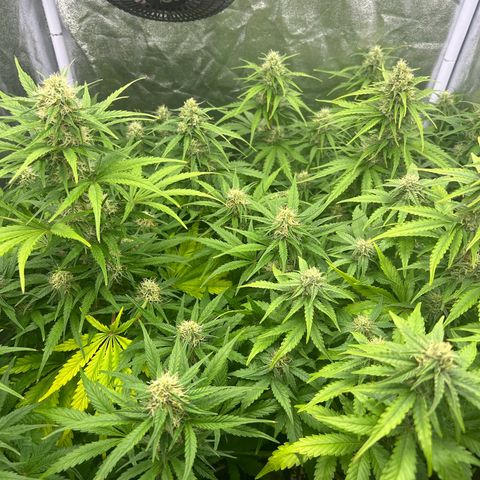 Northern Light Automatic growlog timeline photo