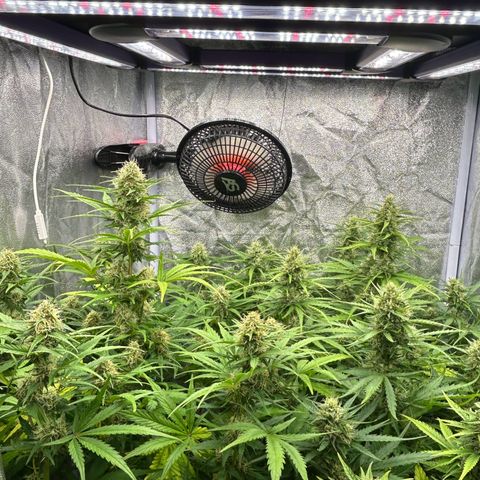 Northern Light Automatic growlog timeline photo