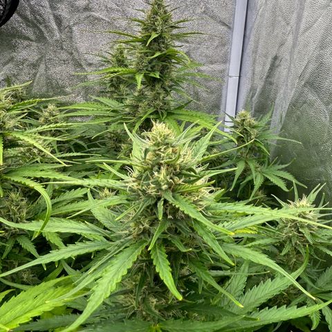 Northern Light Automatic growlog timeline photo