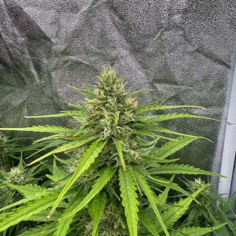 Northern Light Automatic growlog timeline photo
