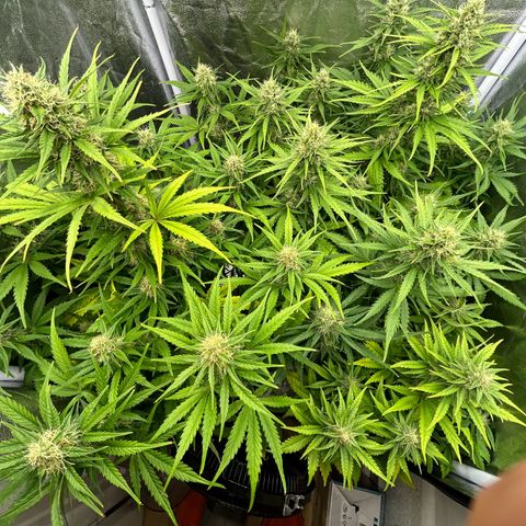 Northern Light Automatic growlog timeline photo