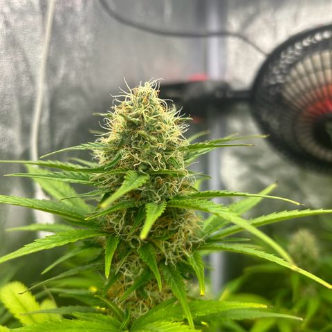 Northern Light Automatic growlog timeline photo