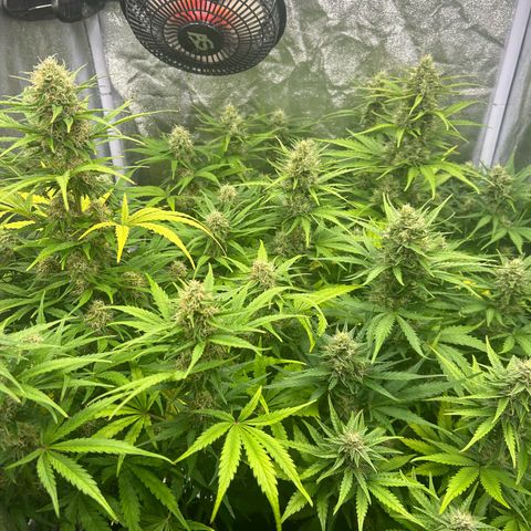 Northern Light Automatic growlog timeline photo