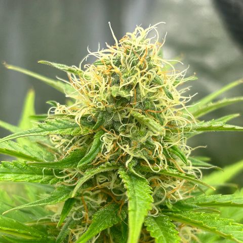 Northern Light Automatic growlog timeline photo