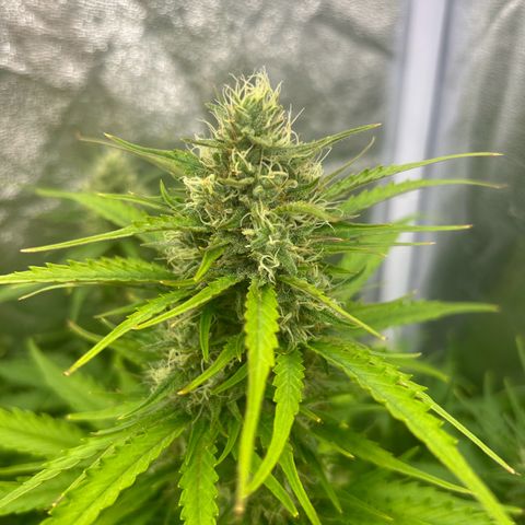 Northern Light Automatic growlog timeline photo