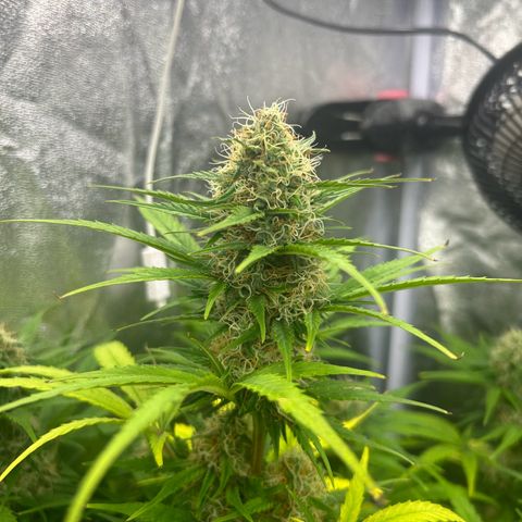 Northern Light Automatic growlog timeline photo
