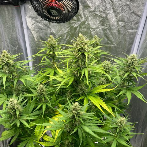 Northern Light Automatic growlog photo: FINAL FLUSH