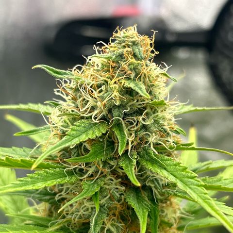 Northern Light Automatic growlog timeline photo
