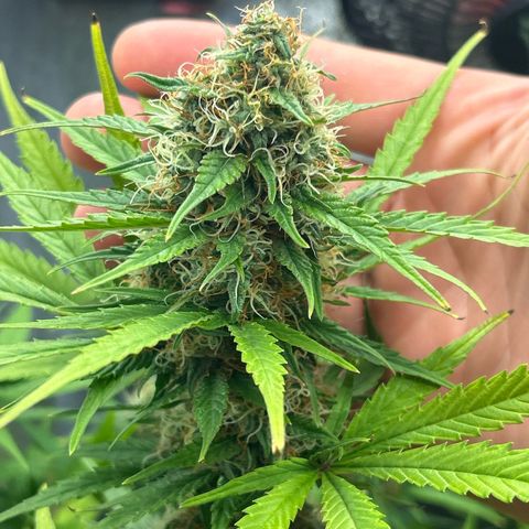 Northern Light Automatic growlog timeline photo
