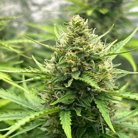 Northern Light Automatic growlog timeline photo