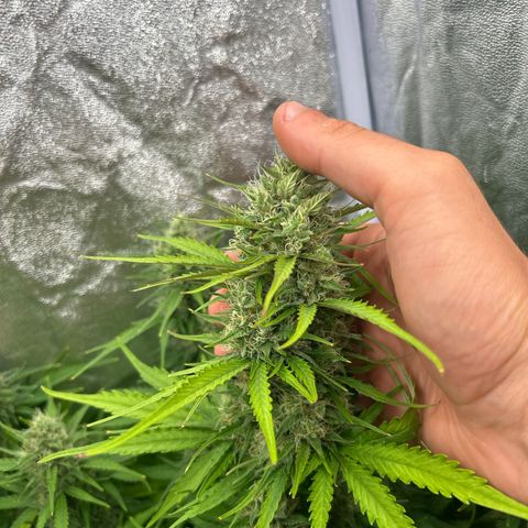Northern Light Automatic growlog timeline photo