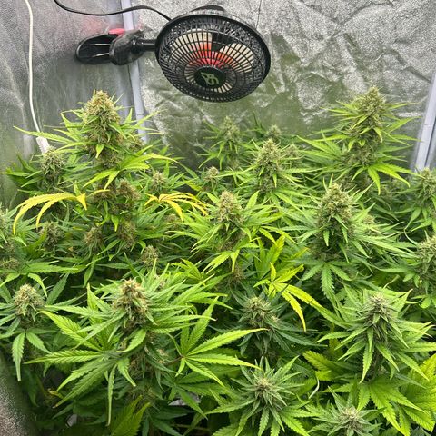 Northern Light Automatic growlog timeline photo